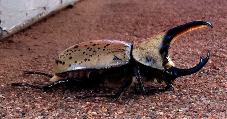 Earth Notes: Western Hercules Beetles