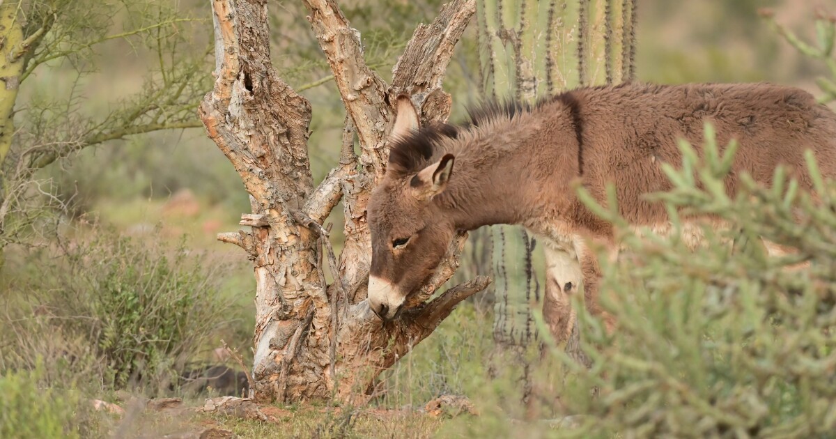 Arizona Game and Fish Department study details damage to desert foliage from burros