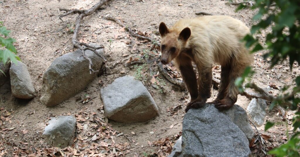 Earth Notes: Black Bears and Wildfires