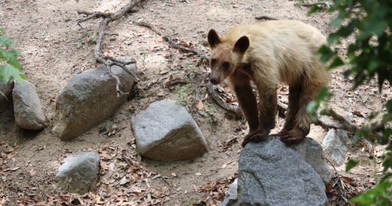 Earth Notes: Black Bears and Wildfires