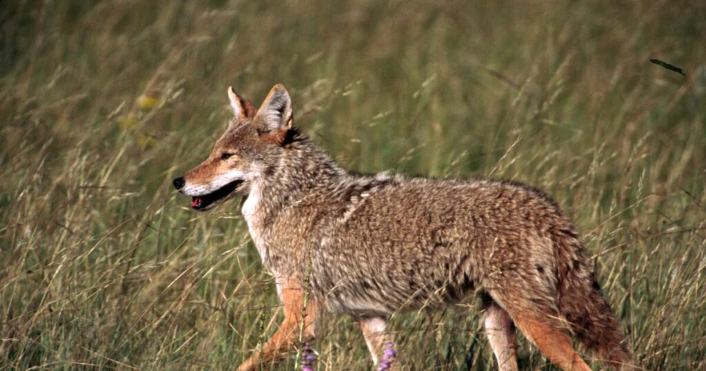 Earth Notes: Coyote Calls