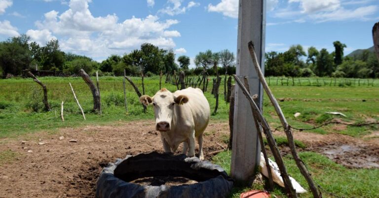Sonoran ranchers group says USDA inspections could lead to border reopening to cattle