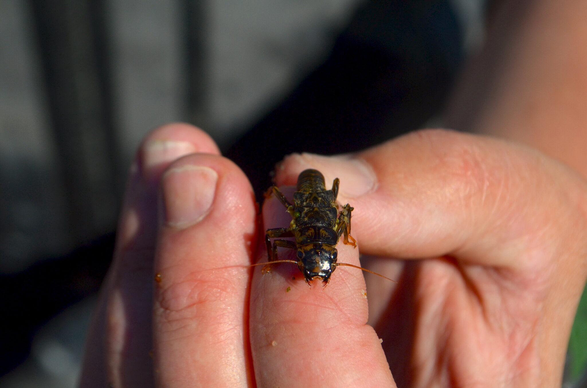 Conservationists look to fill in river data gaps with bugs