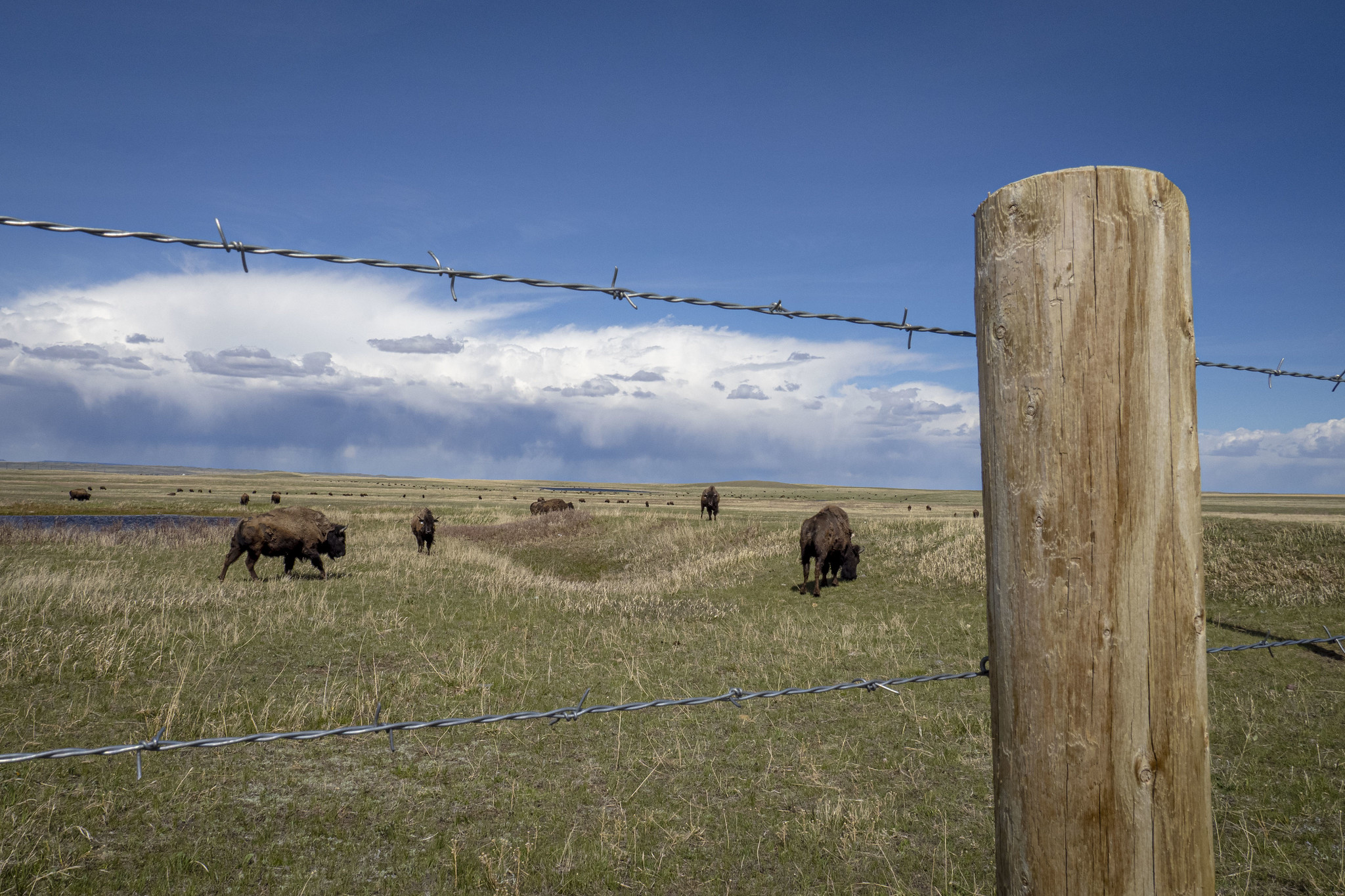 Montana Leaders Oppose American Prairies Bison Project Cite Economic Risks - Kitchen Table News Governor, delegation send letter to Interior over American Prairie