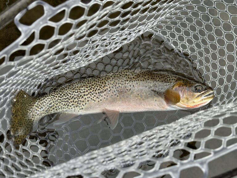 A cutthroat trout caught on a western Montana river.