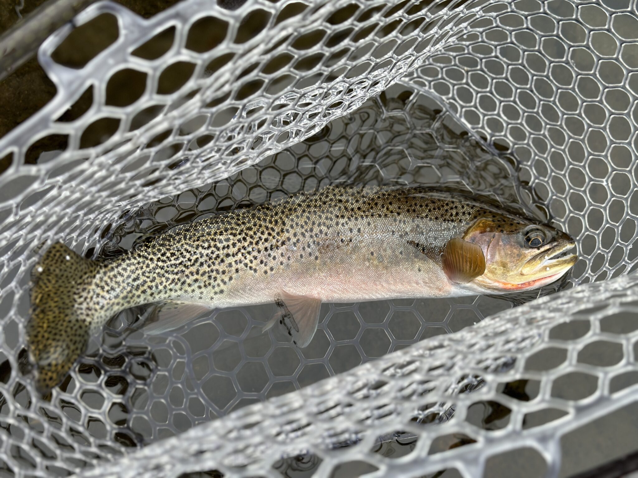 A cutthroat trout caught on a western Montana river.