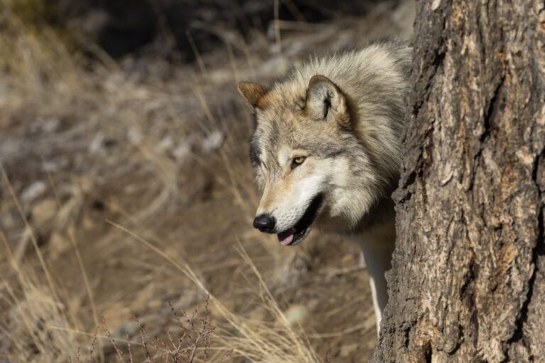 Montana wolf management the focus of two opposing lawsuits