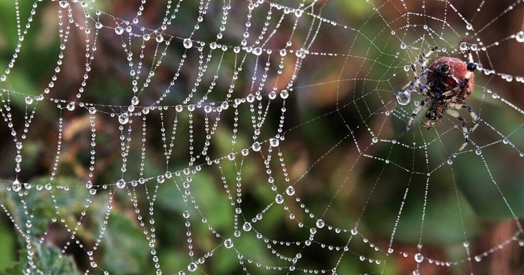 Orb-Weaver Spiders Using Webs as Intricate Hearing Devices - Kitchen Table News Spiders That Hear Through Their Webs