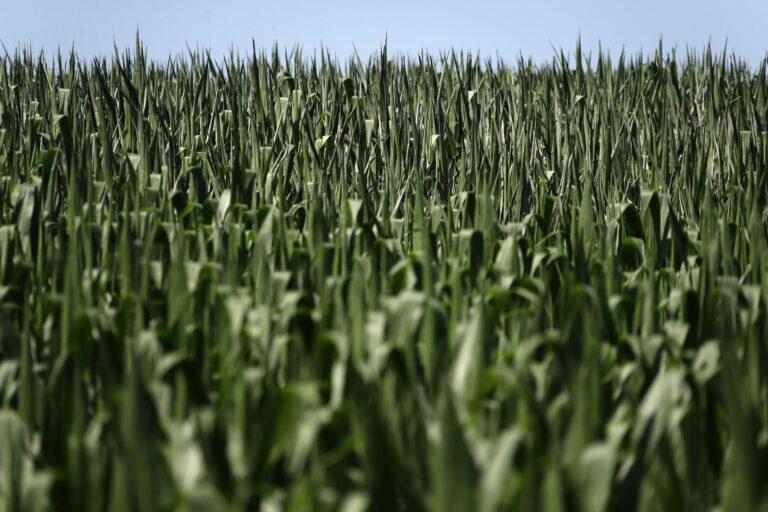 Pennsylvania lawmakers look to fund local farm food for schools after Trump cuts