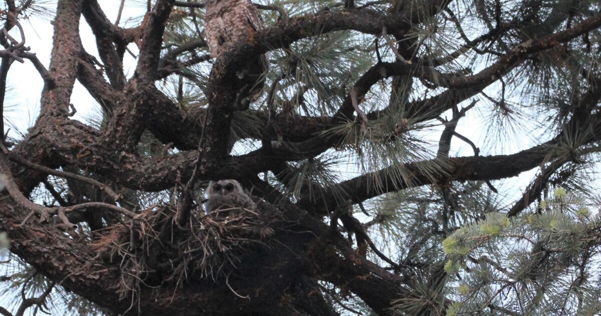 Earth Notes: Witches' Broom