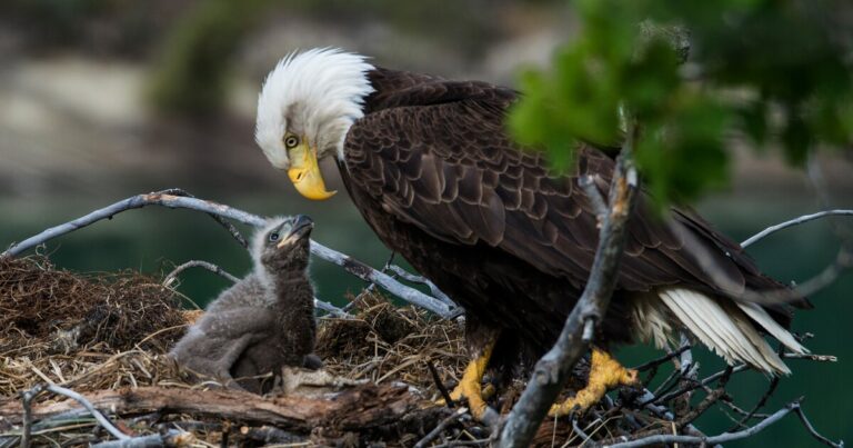 Seasonal closures to begin at Prescott National Forest for bald eagle nesting