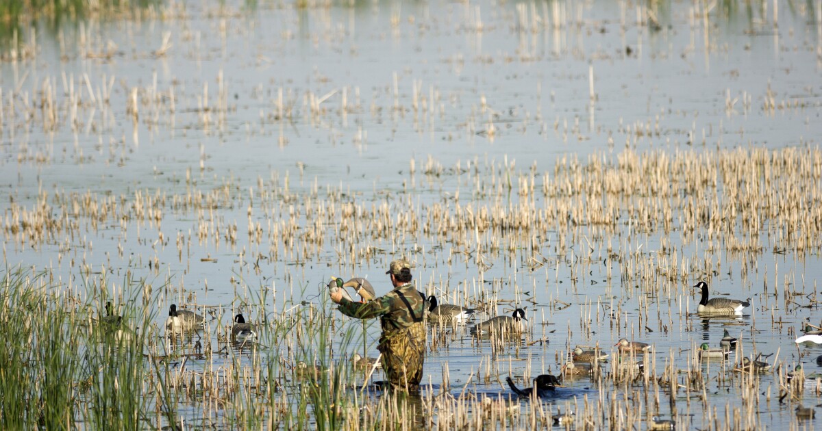 Michigan DNR urges waterfowl hunters to protect themselves from bird flu