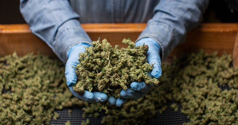 Michigan's impending 24% marijuana tax goes before judge