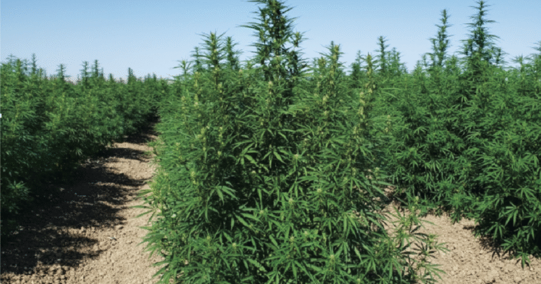 Michigan lawmakers want to open up hemp sales. Federal legislation is closing that door.