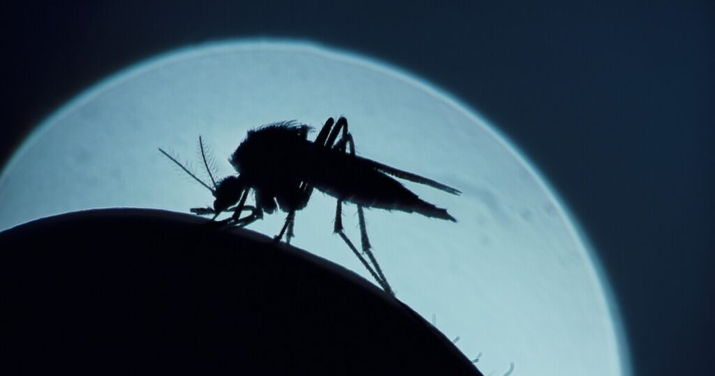 Maricopa County has received more than 6,000 complaints about mosquito bites this season