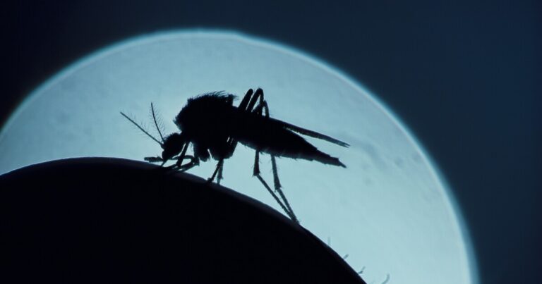 Maricopa County has received more than 6,000 complaints about mosquito bites this season