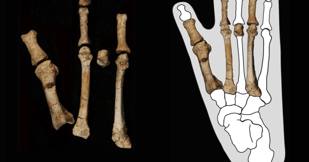 ASU scientists conduct new research on ancient foot fossil