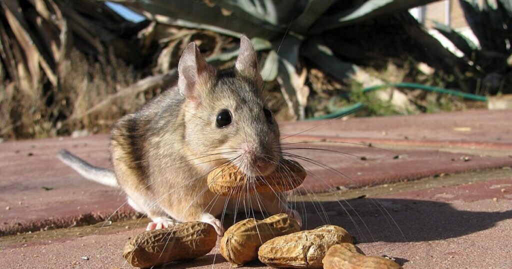 Earth Notes: Non-Toxic Rodent Control