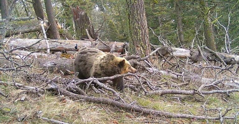 Grizzly presence confirmed in the Bangtail Mountains northeast of Bozeman