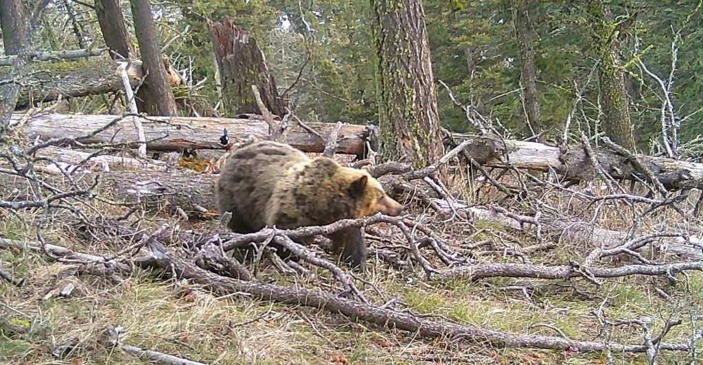 Grizzly presence confirmed in the Bangtail Mountains northeast of Bozeman