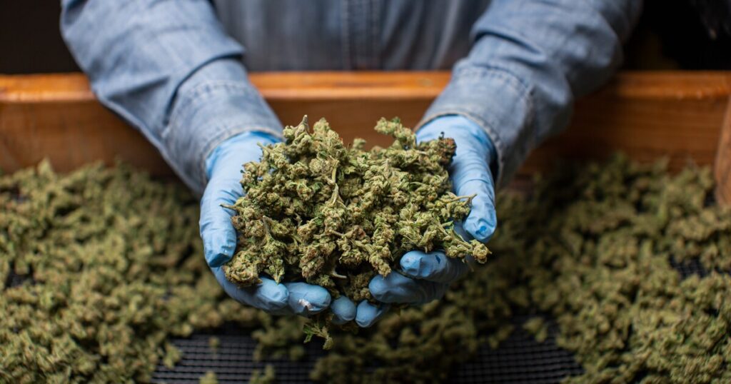 Appeals court asked to block Michigan's 24% marijuana tax before it takes effect