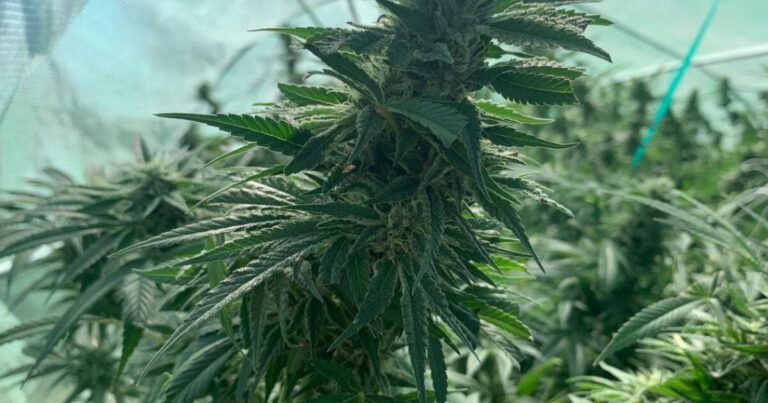 Judge Sima Patel allows Michigan's 24% marijuana tax to move forward