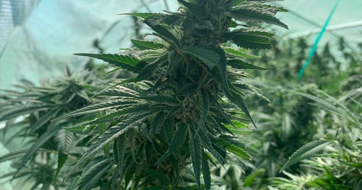 Michigan Judge Upholds New Marijuana Tax Industry Plans to Appeal - Kitchen Table News Judge Sima Patel allows Michigan's 24% marijuana tax to move forward