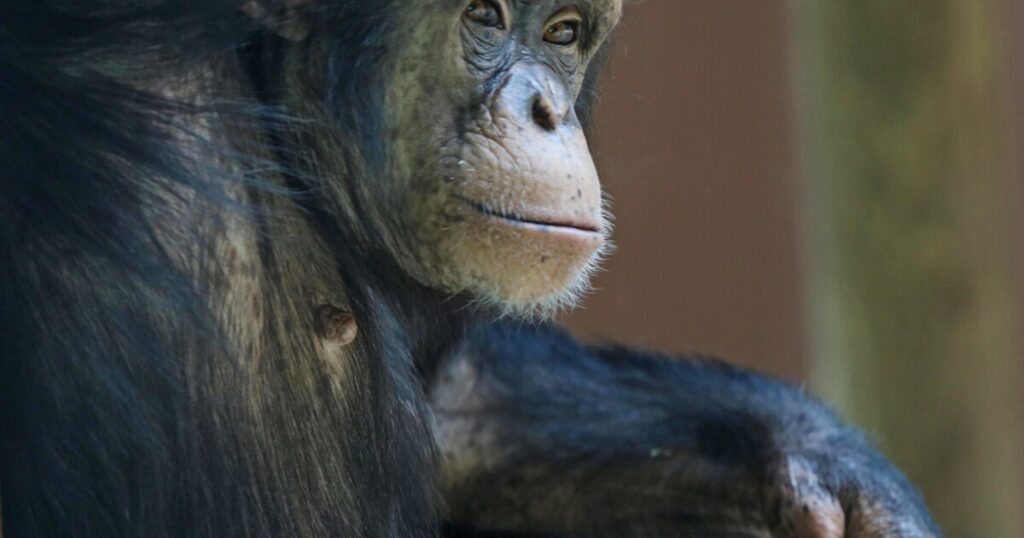 Michigan Supreme Court is asked to grant human rights to chimps