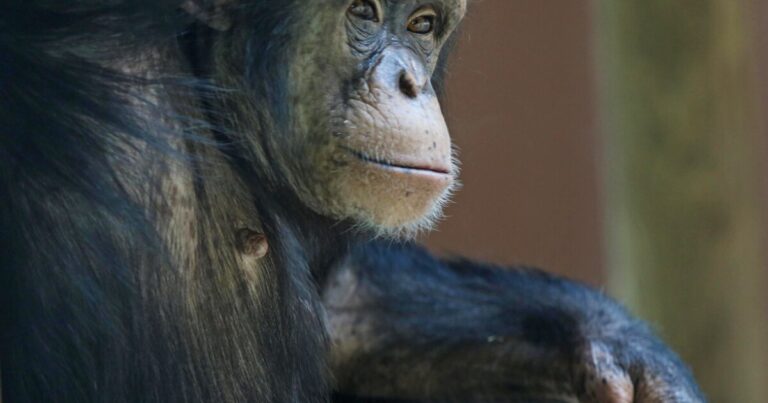 Michigan Supreme Court is asked to grant human rights to chimps