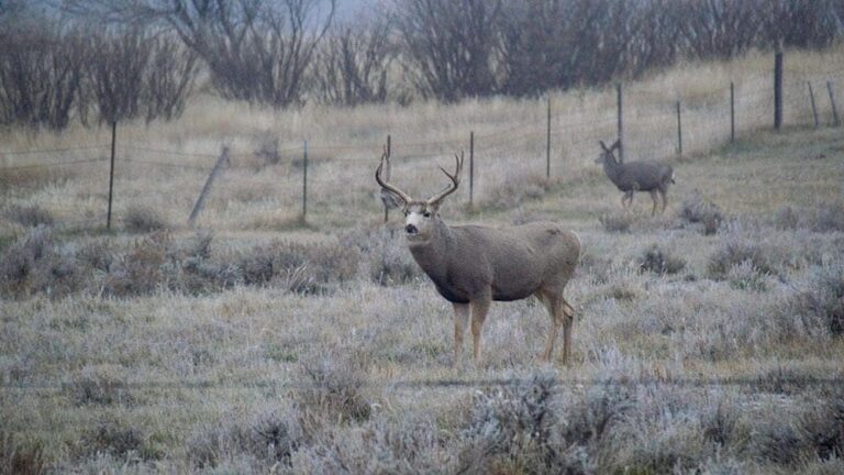 Fish and Wildlife Commission votes to reduce nonresident deer licenses