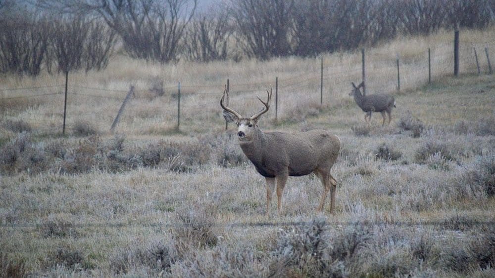 Montana Adopts New Deer Hunting Rules to Boost Mule Deer - Kitchen Table News Fish and Wildlife Commission votes to reduce nonresident deer licenses