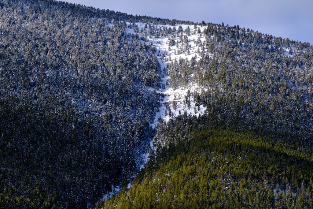 a wide shot of a snowy forest in the Montana mountains