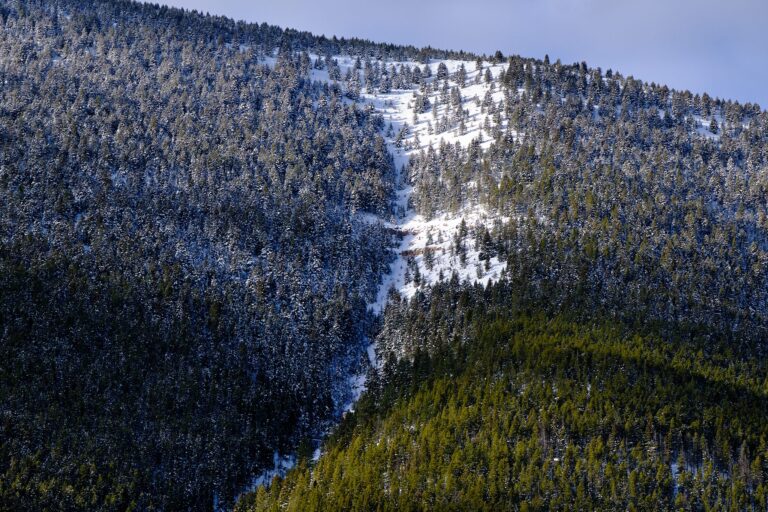 a wide shot of a snowy forest in the Montana mountains