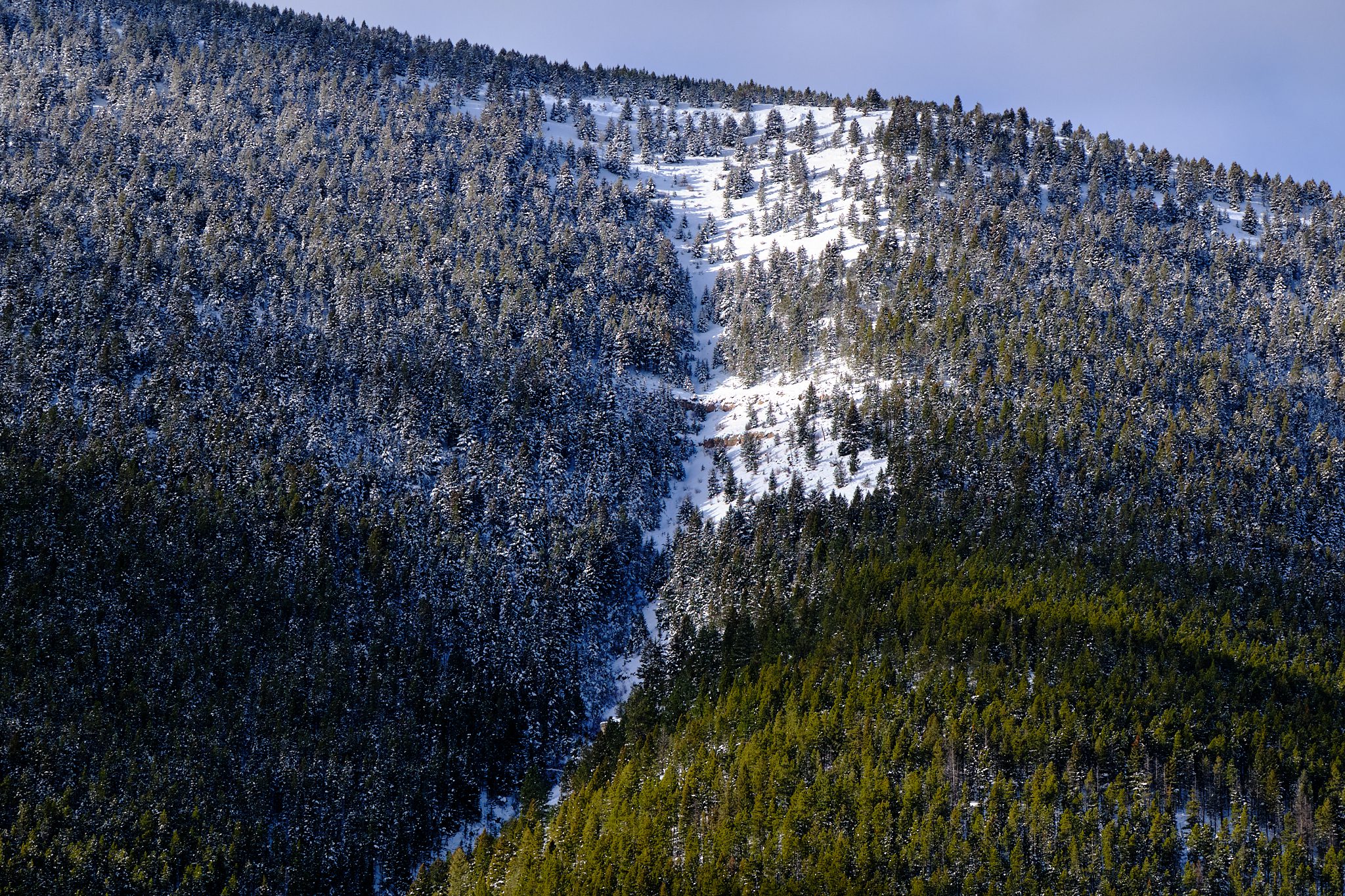 Montana Faces a Snow-Less Christmas Due to Warm Pacific Winds - Kitchen Table News a wide shot of a snowy forest in the Montana mountains