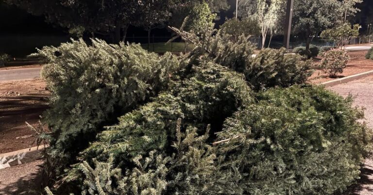 Where to drop off Christmas trees, wreaths to be composted in Phoenix