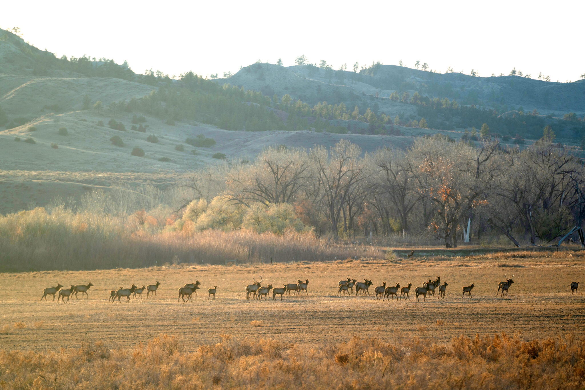 Secretary Burgum Takes Over American Prairie Grazing Rights Cases - Kitchen Table News Burgum assumes control over American Prairie grazing cases
