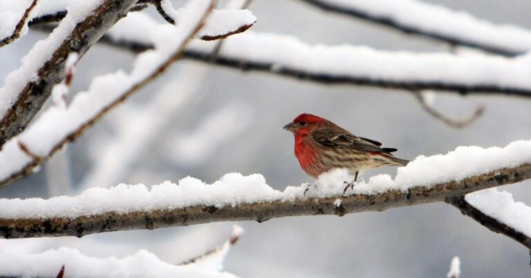 The Surprising Story of House Finches
