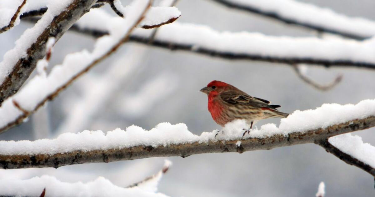 The Surprising Story of House Finches