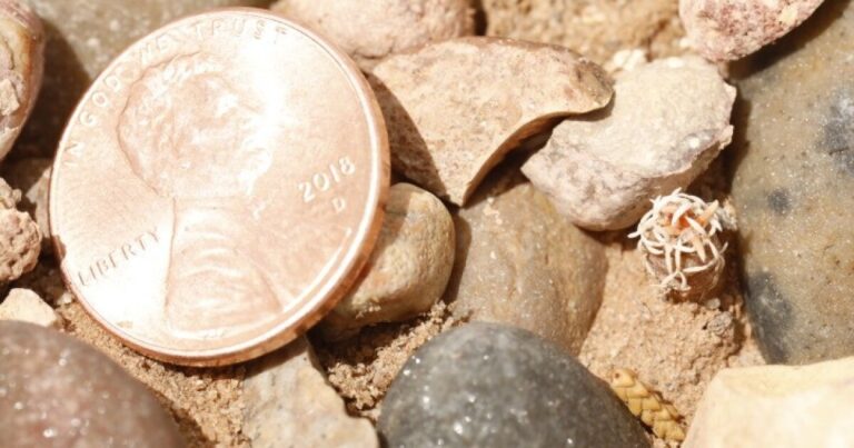 Earth Notes: Cactus Microchips