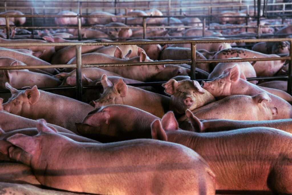 Trump EPA ends program that required reporting on hazardous factory farm emissions