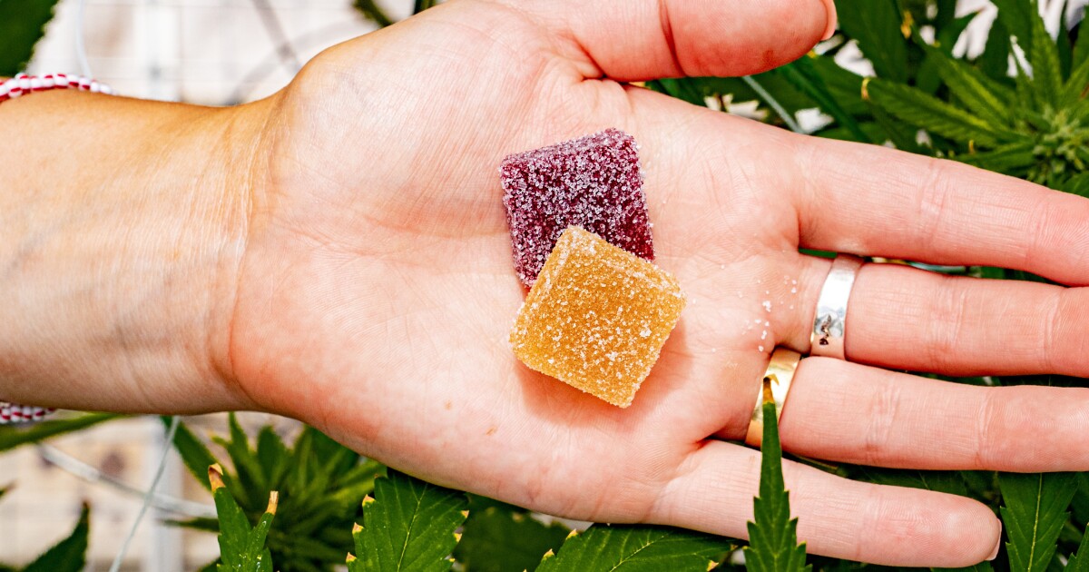 Wayne State launching "groundbreaking" research on using cannabis to treat veteran PTSD