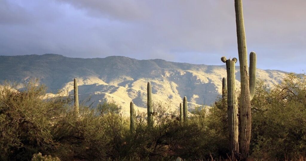 Earth Notes: The Future of Saguaros