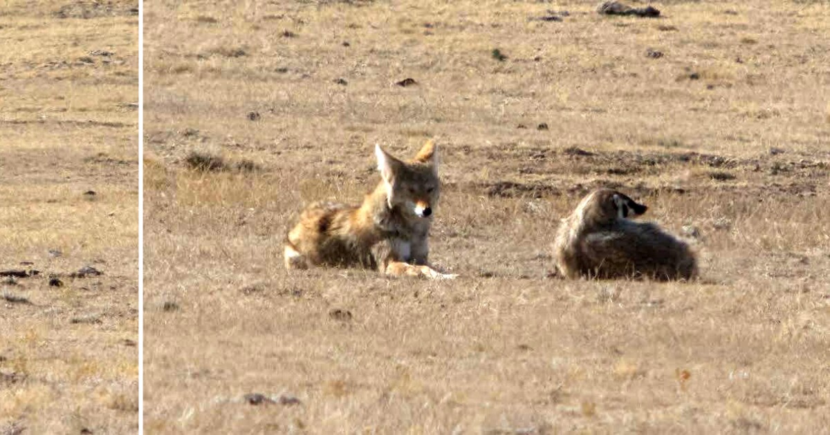 Earth Notes: Coyote-Badger Cooperative Hunting