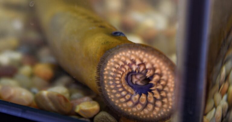 Public feedback is open for proposed sea lamprey barrier in Upper Peninsula