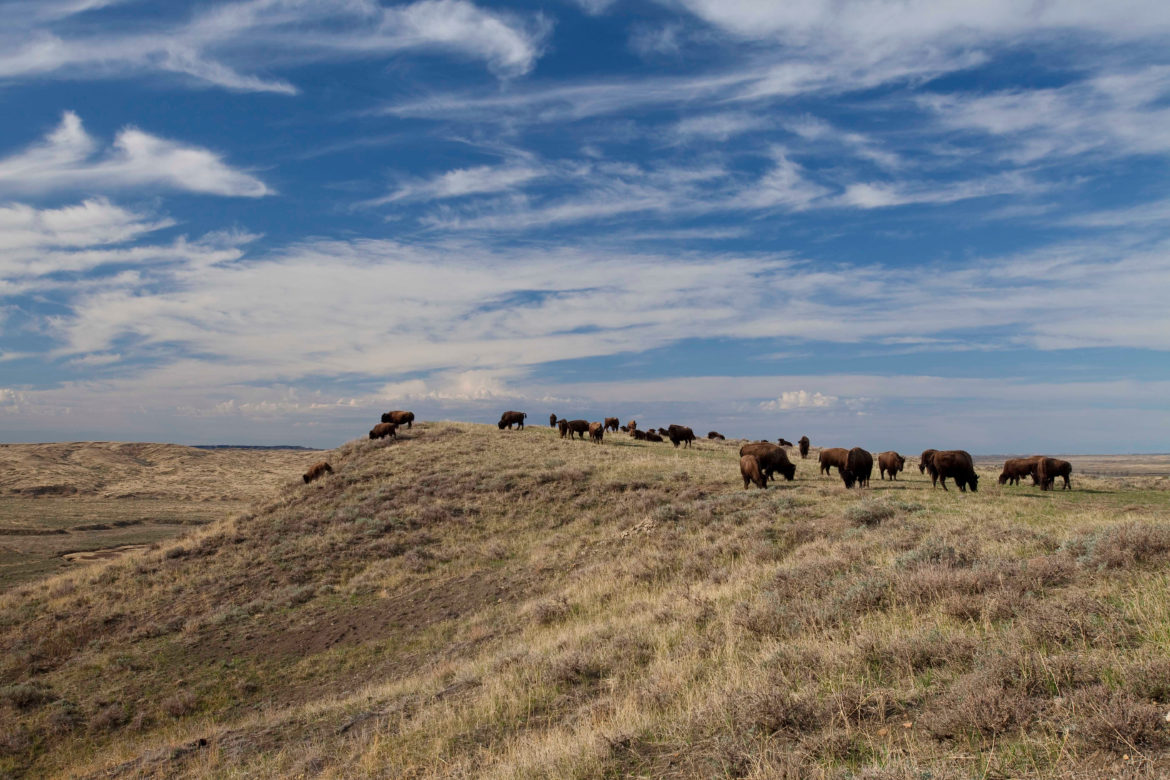 Bureau of Land Management revokes American Prairie bison leases