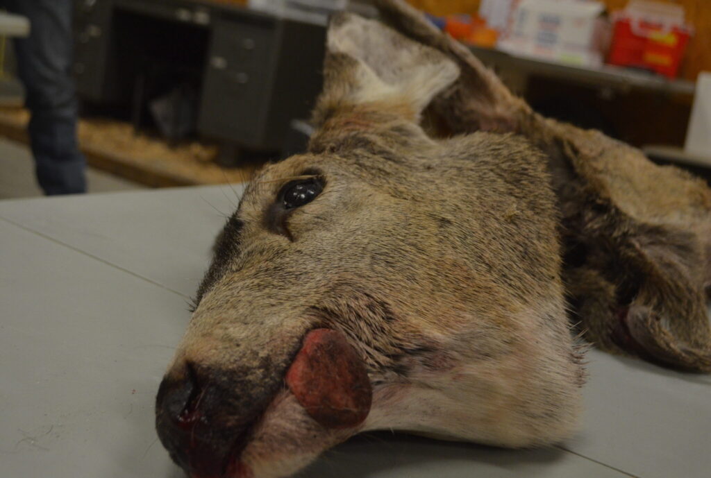 Chronic Wasting Disease identified in four new districts, FWP says