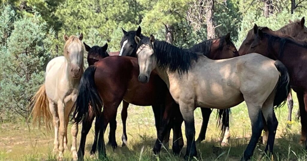 Nine horses discovered shot dead on Apache-Sitgreaves National Forests