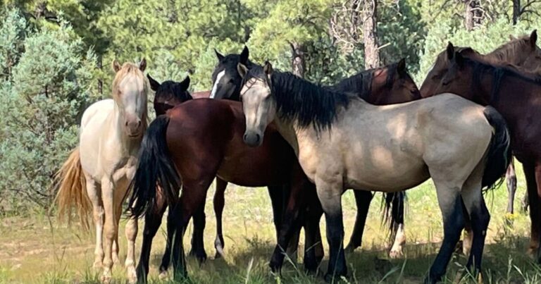 Nine horses discovered shot dead on Apache-Sitgreaves National Forests