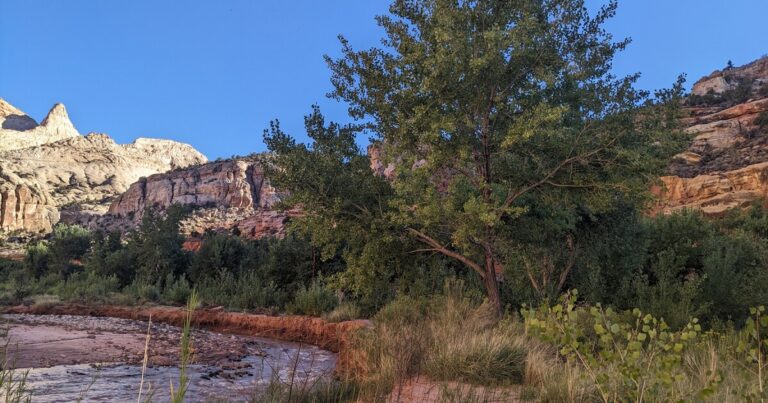 Earth Notes: Cottonwood Leaf Cooling