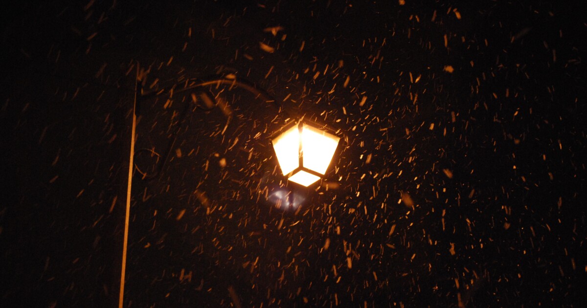 Why Night Lighting Draws Winged Insects